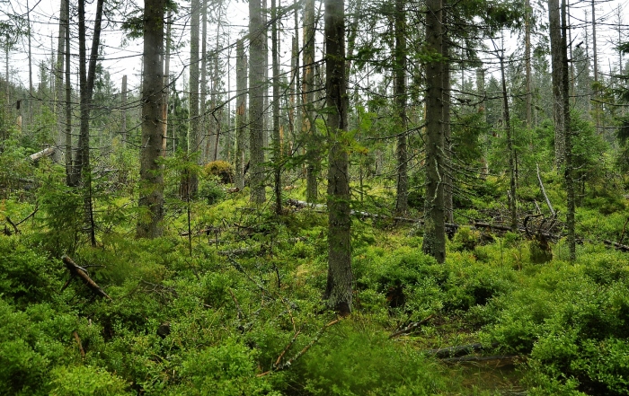Nová zeleň ve zničeném lese, Tatry 2014